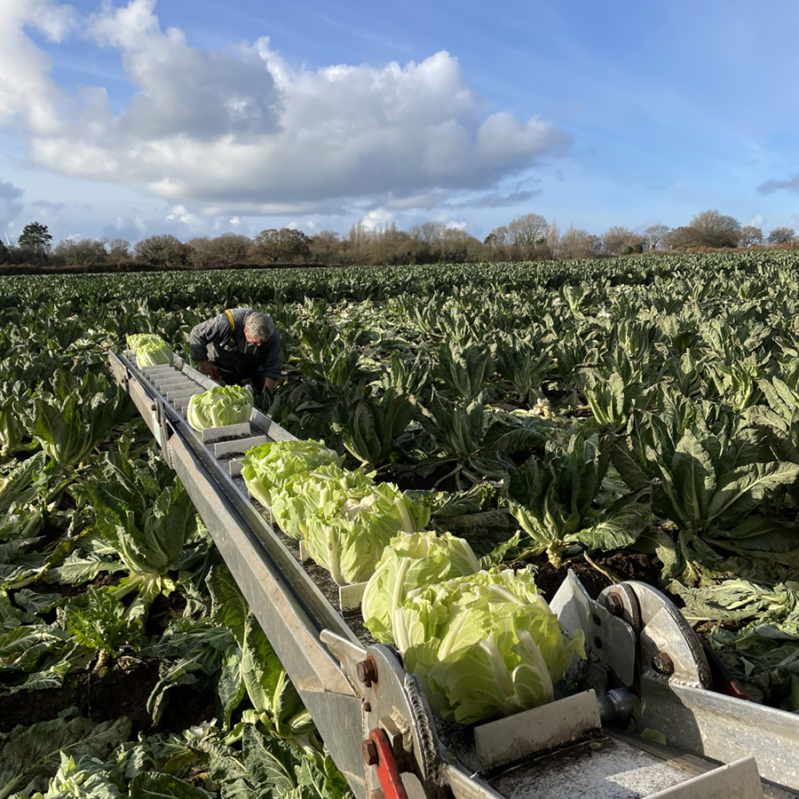Jeune agriculteur récoltant des choux-fleurs en Finistère avec une machine de ramassage