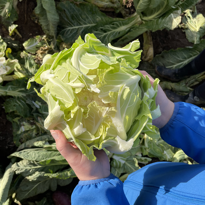 Chou-fleur tenu à la main, production maraîchère en Finistère