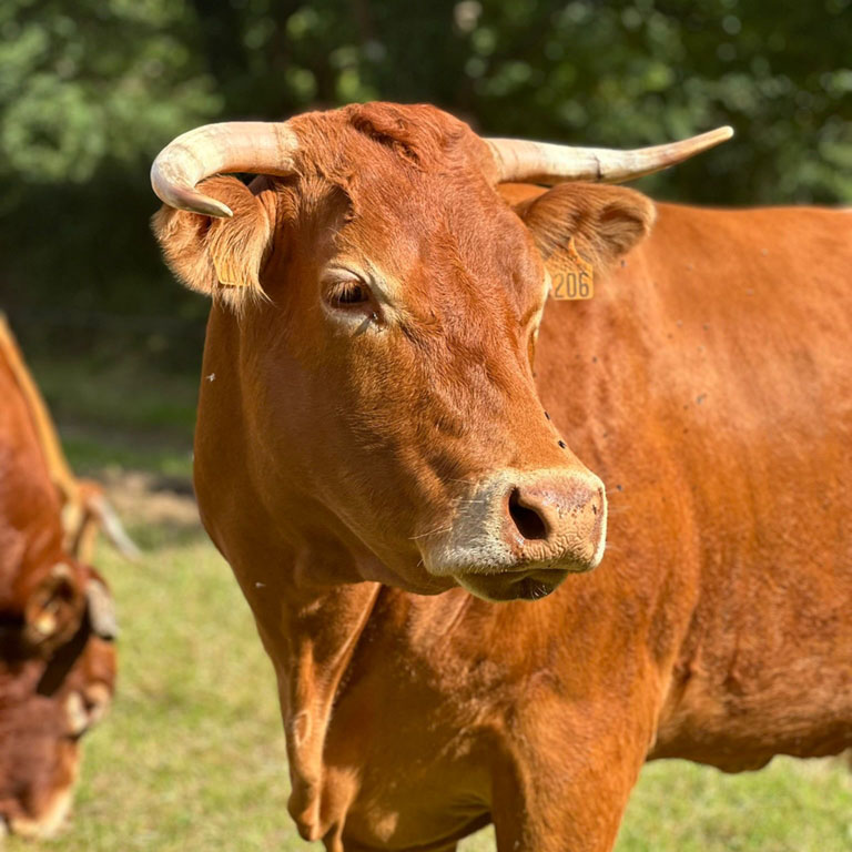Vache limousine dans un pré en Finistère